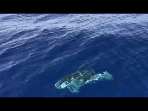 I delfini accompagnano una barca nel mare di Otranto: le meraviglie della Natura