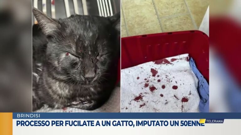 Fucilate ad un gatto 50enne a processo