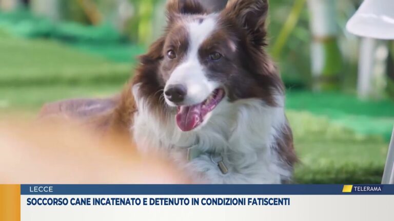 Soccorso cane incatenato e detenuto in condizioni fatiscenti