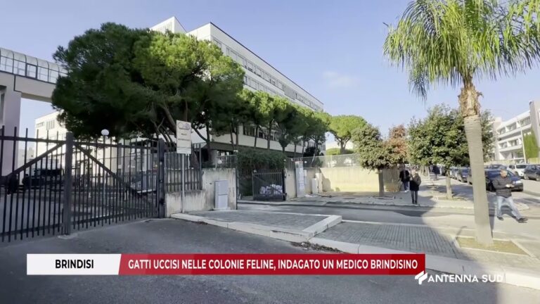 23 FEBBRAIO 2026   BRINDISI   GATTI UCCISI NELLE COLONIE FELINE, INDAGATO UN MEDICO BRINDISINO