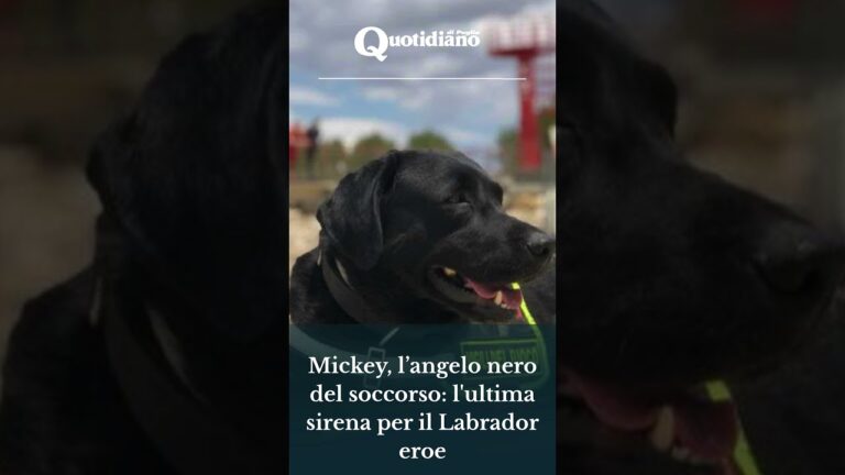 Fine servizio per Mickey: la Puglia saluta il suo cinofilo più decorato