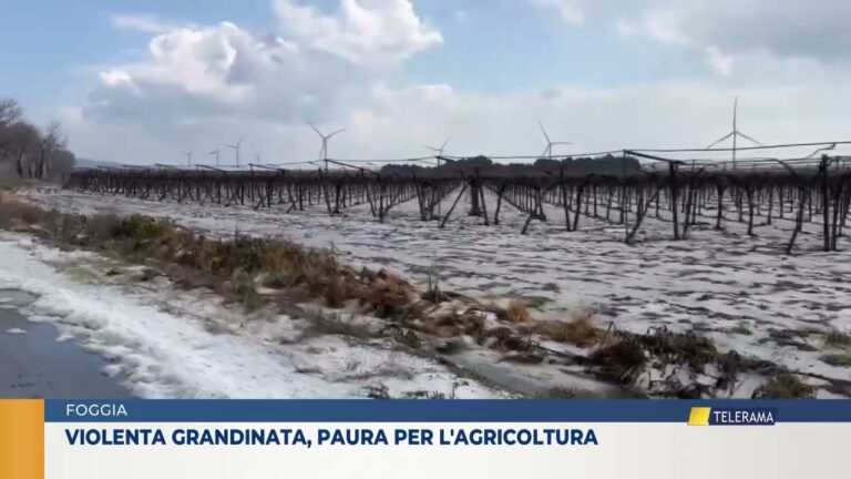 Foggia Violenta grandinata, paura per l’agricoltura