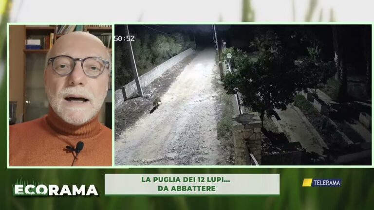 ecorama 27 marzo 2026. la puglia dei 12 lupi… da abbattere