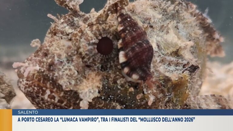 SALENTO  A Porto Cesareo la “lumaca vampiro”, tra i finalisti del “Mollusco dell’Anno 2026”