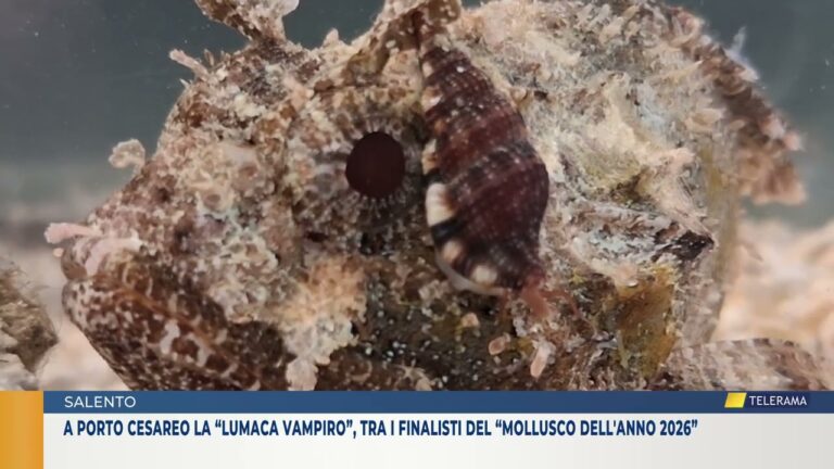 A Porto Cesareo la “lumaca vampiro”, tra i finalisti del “Mollusco dell’Anno 2026”