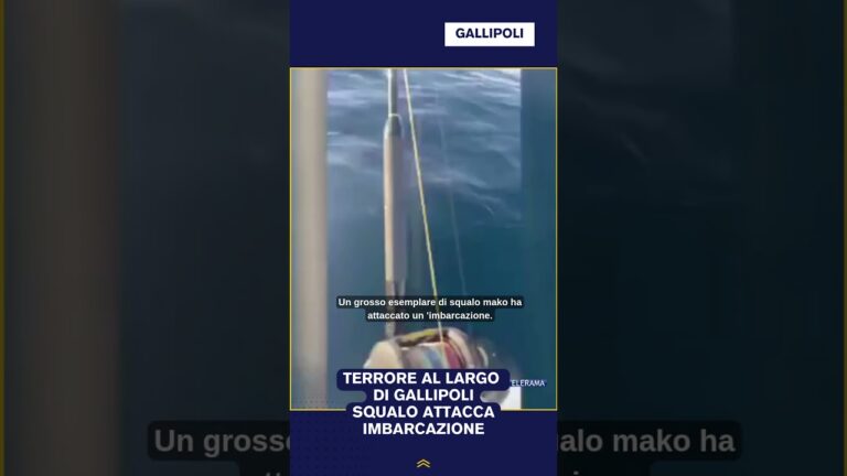 TERRORE AL LARGO DI GALLIPOLI SQUALO ATTACCA IMBARCAZIONE