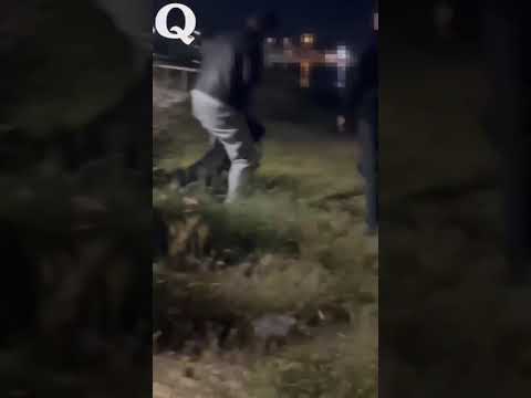 Salento, 13enne attaccata da un rottweiler: era una spedizione punitiva