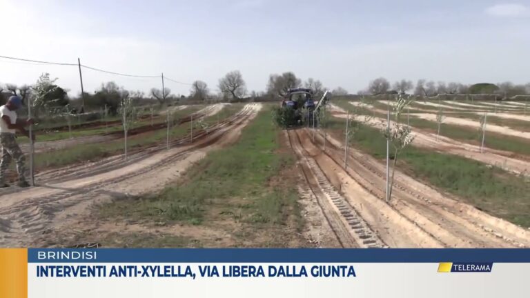 Interventi anti-xylella, via libera dalla giunta