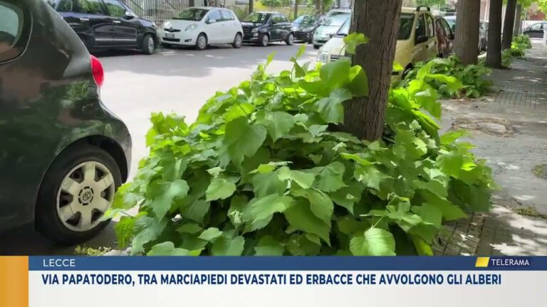 Via Papatodero, tra marciapiedi devastati ed erbacce che avvolgono gli alberi