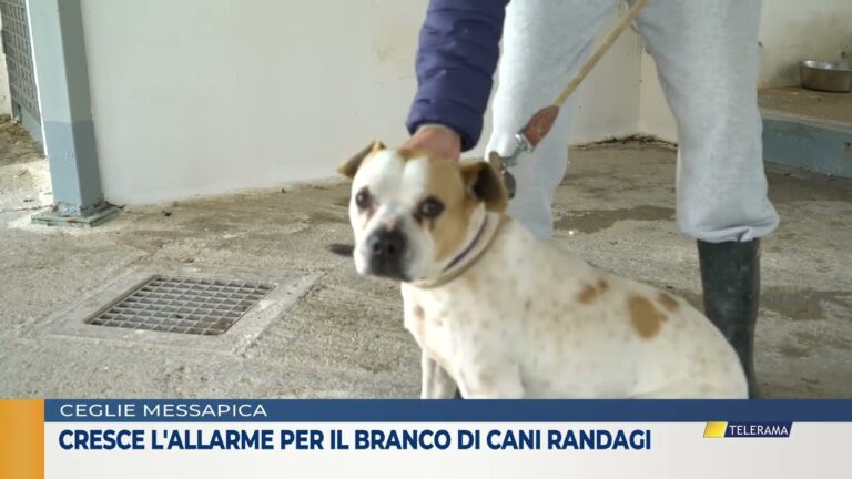 Cresce l’allarme per il branco di cani randagi