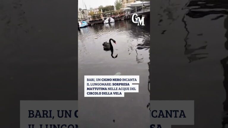 #Bari, un #cigno nero incanta il lungomare: sorpresa mattutina nelle acque del Circolo della Vela
