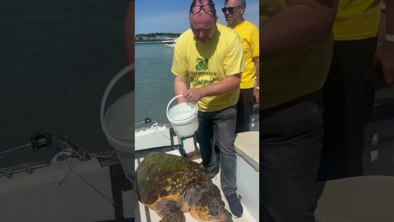 Porto Cesareo, salvata una Caretta caretta.
