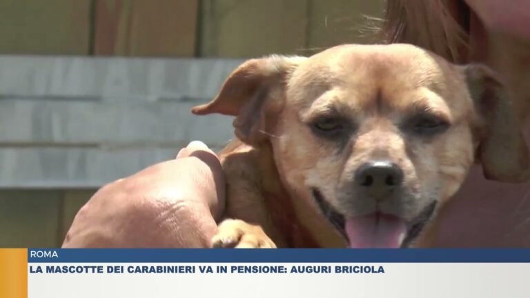 ROMA.  LA MASCOTTE DEI CARABINIERI VA IN PENSIONE: AUGURI BRICIOLA