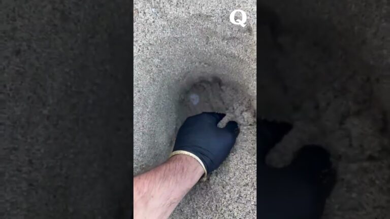Primo nido di Tartaruga a Ugento