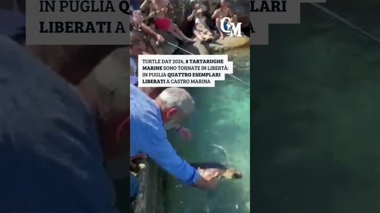 #TurtleDay, 8 tartarughe marine tornano in libertà: in #Puglia 4 esemplari liberati a Castro Marina