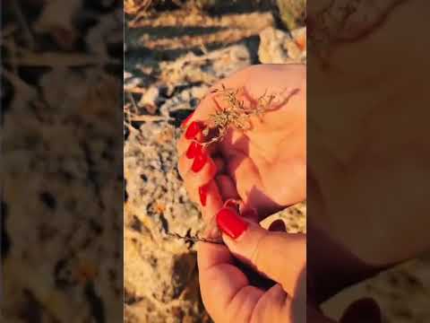 L’acqua di San Giovanni: il rito nel Salento