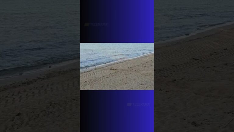 Torre Pali, le immagini di una Caretta caretta che depone le uova in spiaggia.